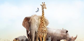 Exciting and Fun Facts About Animals for Kids Animals