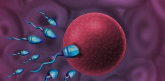 How are Babies Made – Know the Basics SPERM MEETS EGG