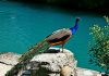 20 Interesting Facts and Information about Peacocks for Kids 20 Interesting Facts and Information about Peacocks for Kids