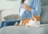 Cleaning Cat Litter Box while Pregnant – Is It Safe? CLEANING CAT LITTER WHILE PREGNANT