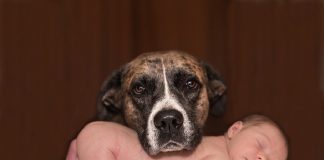 Preparing Your Dog For Your Baby’s Arrival