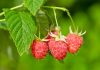 How Does Red Raspberry Leaf Help To Improve Fertility How Does Red Raspberry Leaf Help To Improve Fertility
