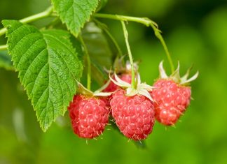 How Does Red Raspberry Leaf Help To Improve Fertility How Does Red Raspberry Leaf Help To Improve Fertility