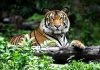 Interesting Tiger Facts & Information for Kids