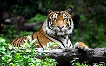 Interesting Tiger Facts & Information for Kids